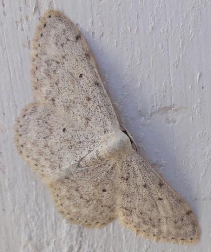 Réf. 256 872 : Scopula marginepunctata